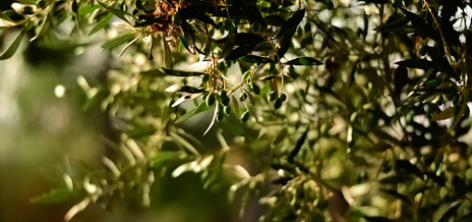 El mejor aciete de oliva virgen extra blog sanitum 5