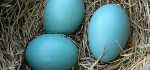 huevos-azules