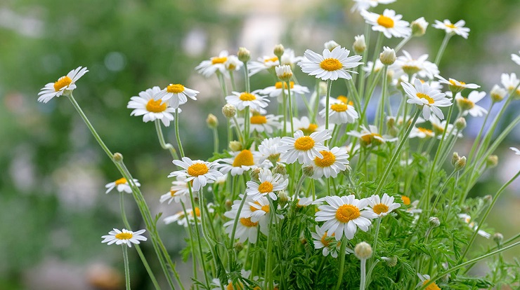 plantas-con-efecto-carminativo