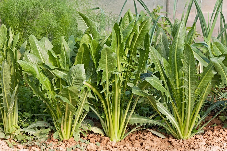 16125149 - italian chicory in vegetable garden - ingredient for mixed salad and mediterranean diet