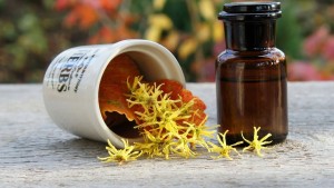 remedios-naturales-para-mejorar-las-hemorroides-hamamelis