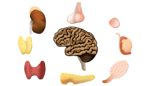 hormonas-dejad-de-arruinarme-la-vida