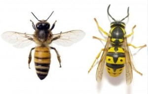 abeja-avispa