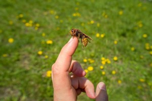 picaduras-de-avispa-y-abeja-cómo-prevenirlas-y-tratarlas-de-forma-natural