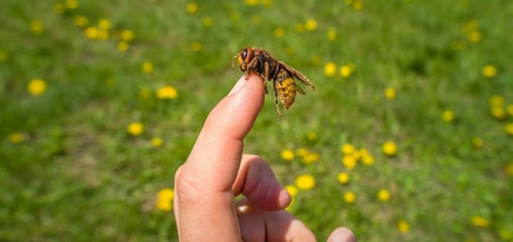 picaduras-de-avispa-y-abeja-cómo-prevenirlas-y-tratarlas-de-forma-natural