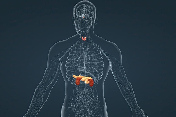disruptores-endocrinos-que-son